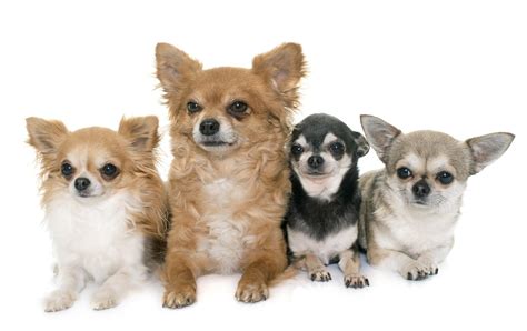 different kinds of chihuahua.